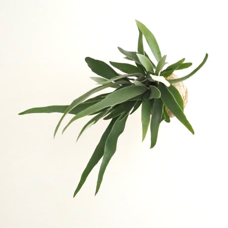 ︎︎︎︎☑︎ veitchii wild × Diversifolium ビカクシダ veitchii wild × Diversifolium 選抜 ビカクシダ