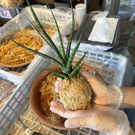 残席2【10/25(日)14:00】 多肉植物で作るワークショップ@ふじみ野78(nanahachi)
