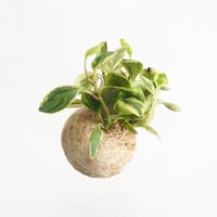 hang ball ペペロミア オブトゥシフォリア バリエガータ/ball size M（テグス付き）