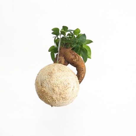 hang ball ガジュマルhb-2022/ball size M（テグス付き）