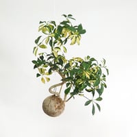 hang ball シェフレラ /ball size M（テグス付き）
