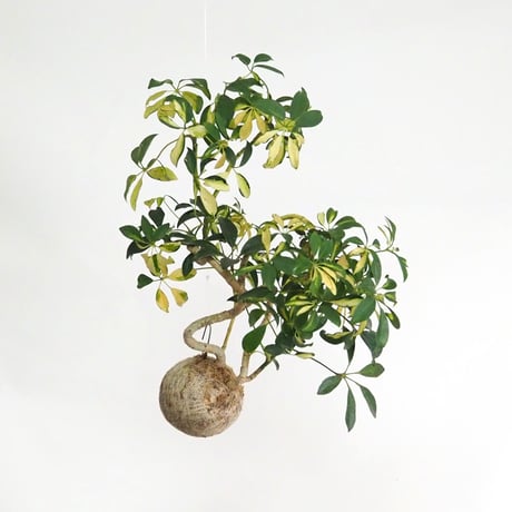 hang ball シェフレラ /ball size M（テグス付き）