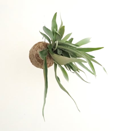 ビカクシダヴィーチー | STORES