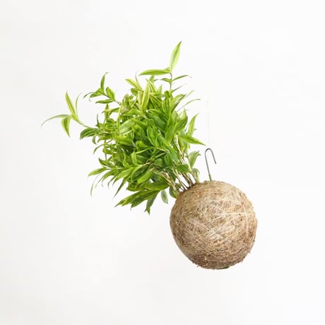 hang ball ドラセナ スルクロサ ファニータ /ball size M （テグス付き）