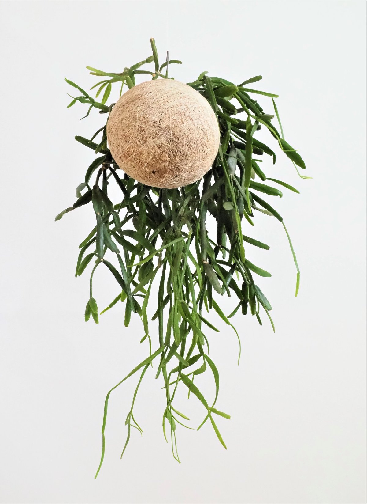 おきゃく様ご検討用 リプサリス メガランサ カット苗 1300円になります おきゃく様ご検討用 リプサリス メガランサ カット苗 1300円になります お