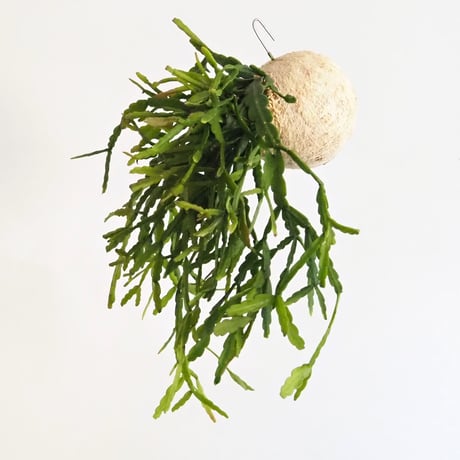 hang ball リプサリス ラウヒホラム /ball size M（テグス付き）