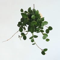 hang ball ホヤ マチルダ / ball size M (テグス付き)