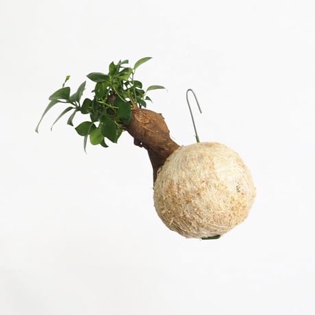 hang ball ガジュマルhb-2022/ball size M（テグス付き）