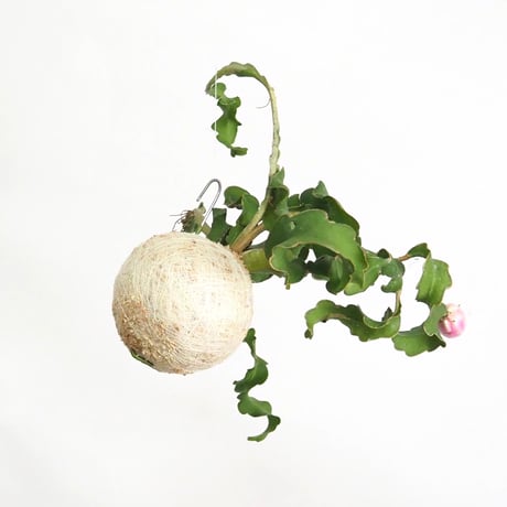 hang ball エピフィラム グアテマレンシスhb-2235/ball size M（テグス付き）