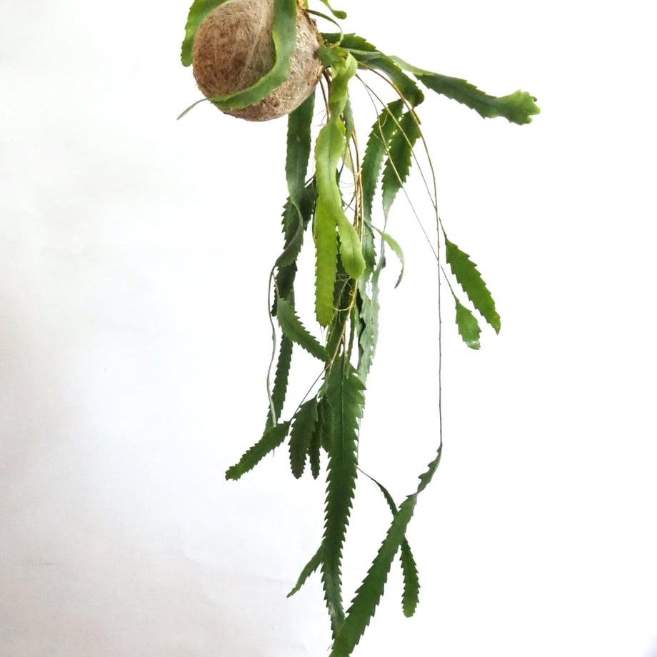 62d6a5e8dbe7443f8aaa3a36