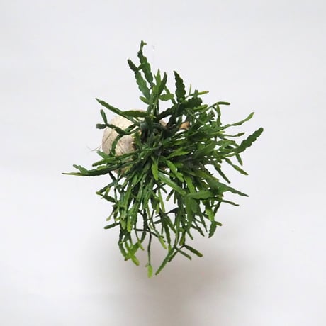 hang ball リプサリス ラウヒホラム /ball size M（テグス付き）