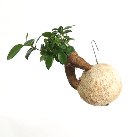 hang ball ガジュマルhb-2022/ball size M（テグス付き）