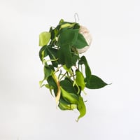 hang ball フィロデンドロン  ブラジル/ ball size  M（テグス付き）