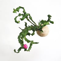 hang ball エピフィラム グアテマレンシスhb-2236/ball size M（テグス付き）