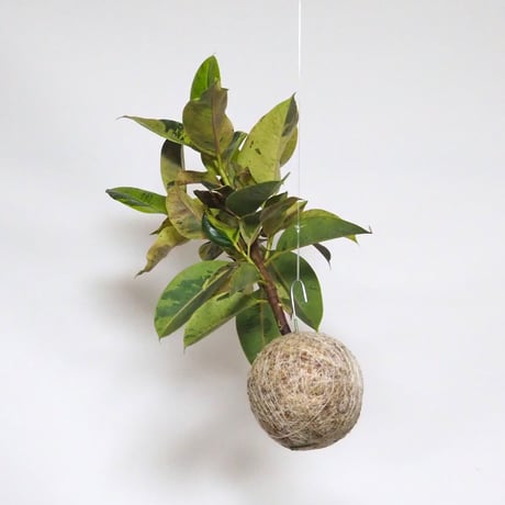 hang ball フィカス ジン/ball size L（テグス付き）