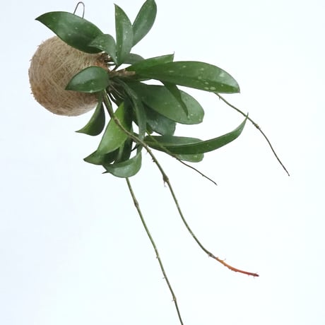 【八島兎角】希少ホヤ5種類 八島兎角】希少ホヤ5種類 八島兎角様専用】希少ホヤ5種類 【公式通販】