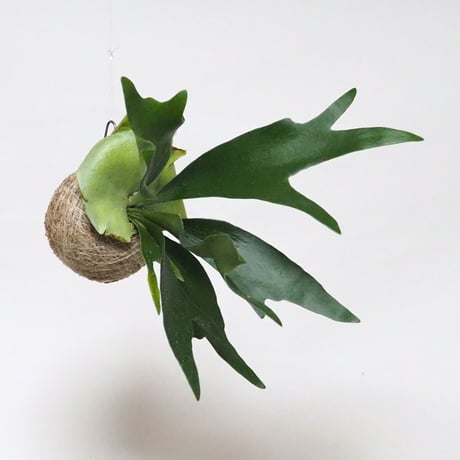hang ball ビカクシダ ビフルカツム /ball size M（テグス付き）