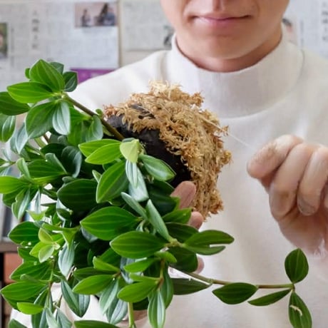満席【6/28(日)14:00】ワークショップ@元住吉 moss atelier（POPUP販売も同時開催）