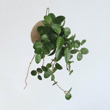 hang ball ホヤ マチルダ / ball size M (テグス付き)
