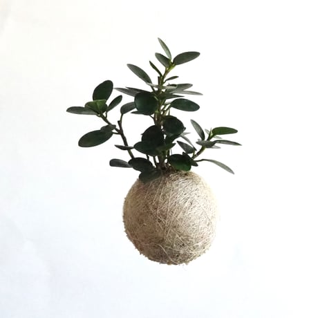 ⭐︎はるん⭐︎です♪2点セット！ミリオンバンブー10本　ガジュマル パンダ ⭐︎はるん⭐︎です♪2点セット！ミリオンバンブー10本