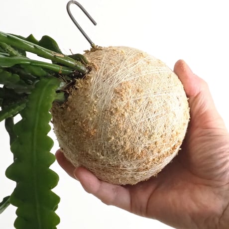 hang ball エピフィラム アングリガー(ジグザグカクタス)/ball size M（テグス付き）