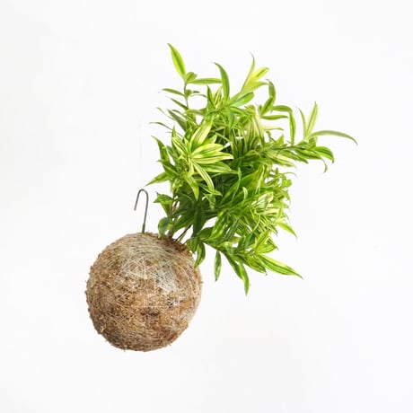 hang ball ドラセナ スルクロサ ファニータ /ball size M （テグス付き）