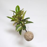 hang ball フィカス ジン/ball size L（テグス付き）