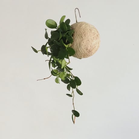 hang ball ホヤ マチルダ / ball size M (テグス付き)