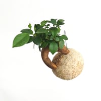 hang ball ガジュマルhb-2022/ball size M（テグス付き）