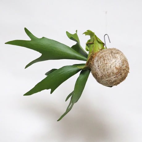 hang ball ビカクシダ ビフルカツム /ball size M（テグス付き）