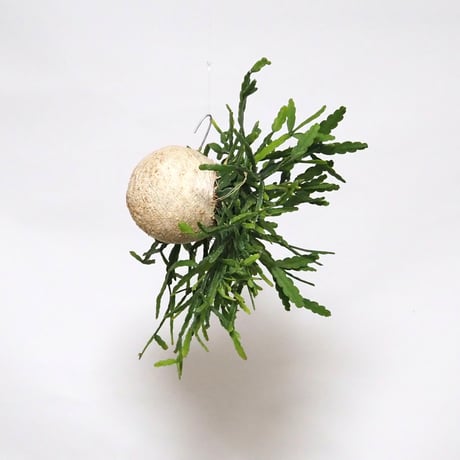 hang ball リプサリス ラウヒホラム /ball size M（テグス付き）