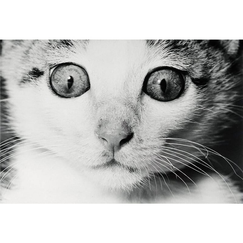 深瀬昌久　サスケ　写真　募金プロジェクトのめに制作 サスケ / 深瀬昌久 | ホホホ座浄土寺店