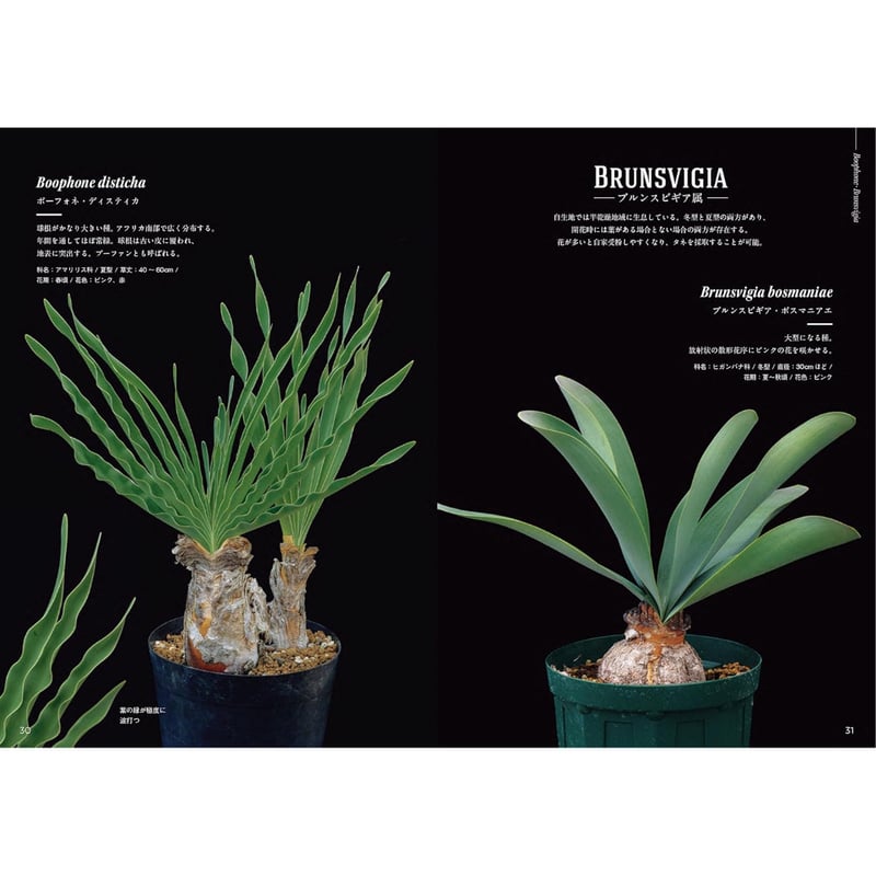 新着 ゲチリス ナマクエンシス Gethyllis namaquensis 大球 - tipwell