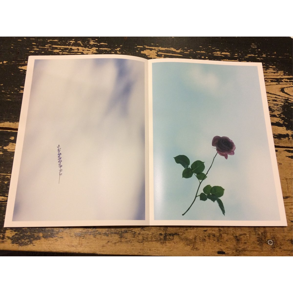 野口恵太　FLOWER FLOWER #6 - 野口恵太 | shashasha 写々者 - 写真集とアートブック