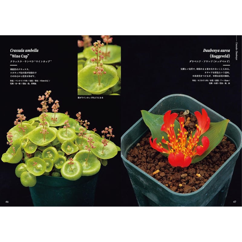 Color Encyclopedia of Cape Bulbs 球根 洋書 ケープバルブ図鑑 南アフリカ原産の球根植物 厳選230個体以上を