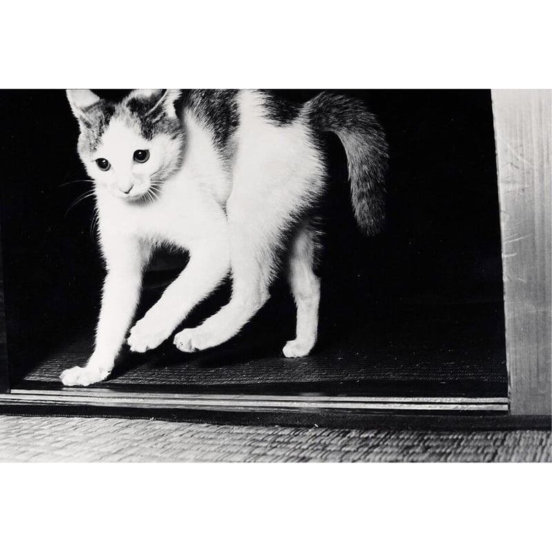 ビバ！サスケ 猫の写真集 深瀬昌久 ビバ！サスケ 猫の写真集 深瀬昌久 サスケ | 深瀬昌久 |本 | 通販