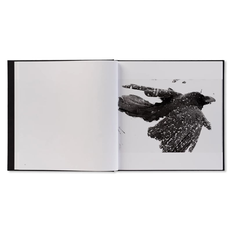 鴉(RAVENS) / 深瀬昌久 | ホホホ座浄土寺店 鴉(RAVENS) / 深瀬昌久 | ホホホ座浄土寺店