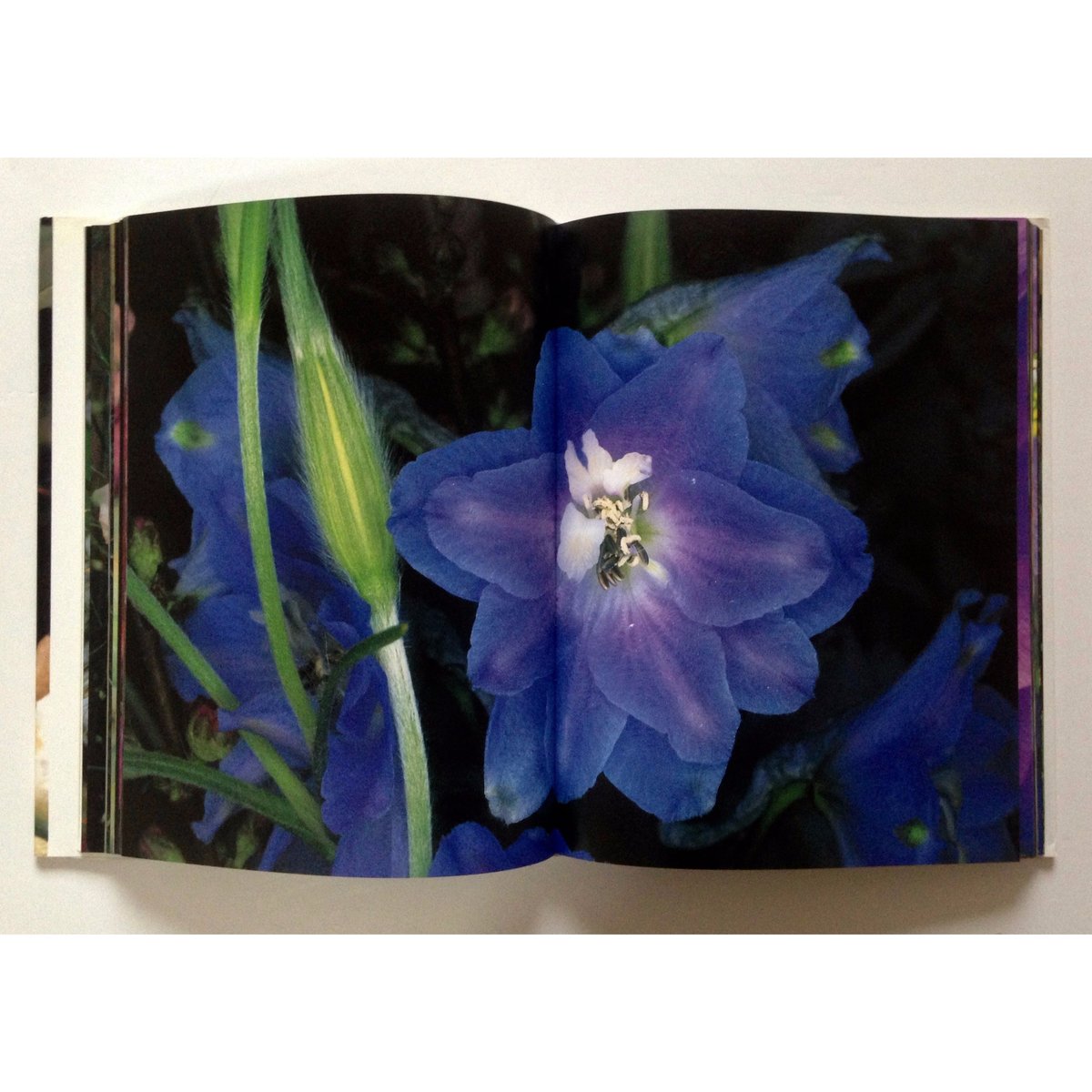 荒木経惟　写真集「花曲」 花曲 | 荒木 経惟 |本 | 通販 | Amazon
