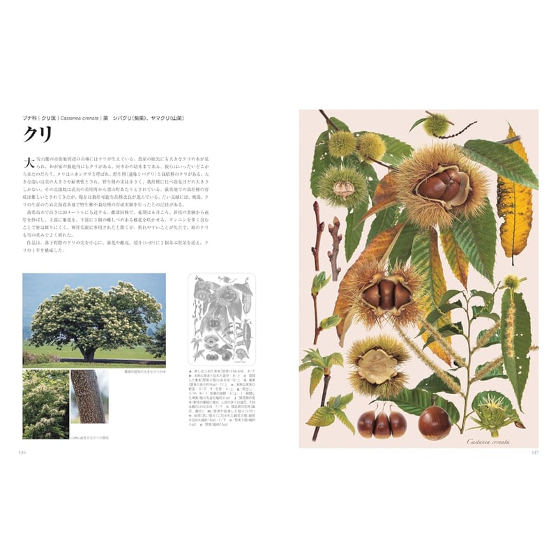 樹*様 北海道植物図譜 滝田謙譲 著 北海道植物図譜 滝田謙譲 著 - メルカリ