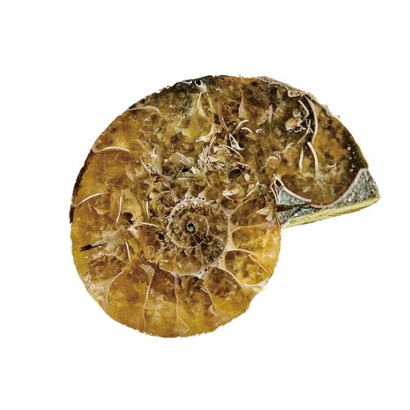 学研の科学 恐竜化石発掘キット: 世界とつながるほんもの体験キット