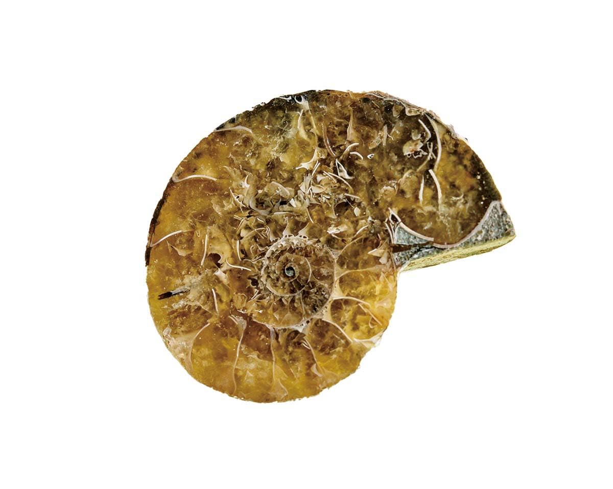 学研の科学 恐竜化石発掘キット: 世界とつながるほんもの体験キット