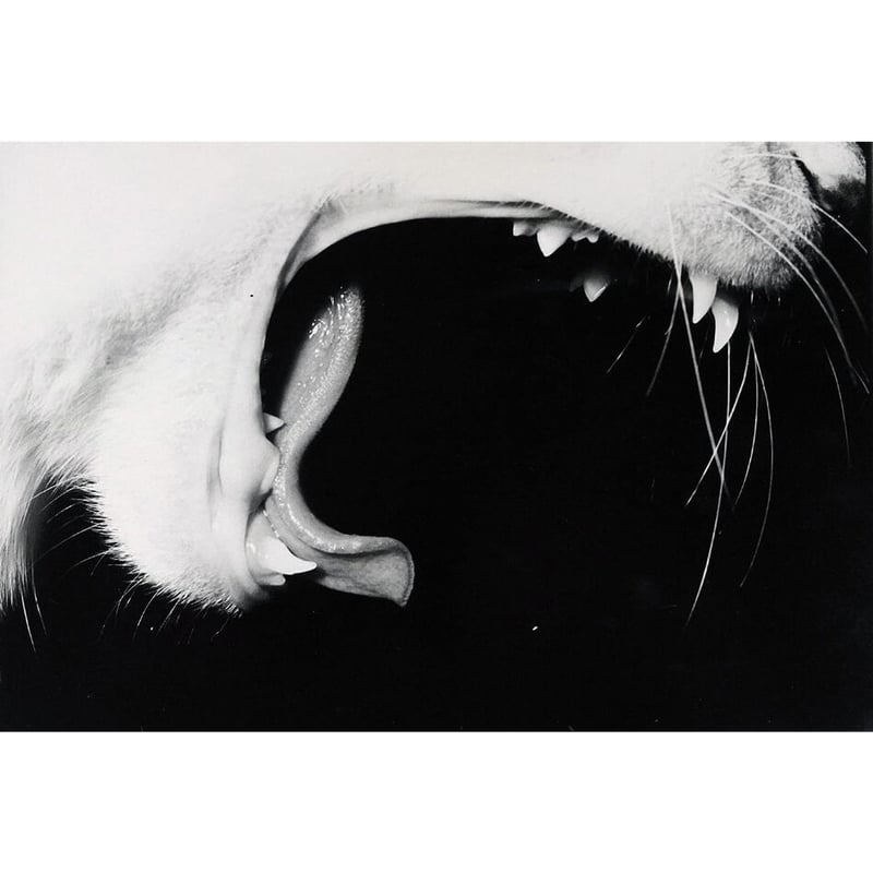 サスケ / 深瀬昌久 | ホホホ座浄土寺店