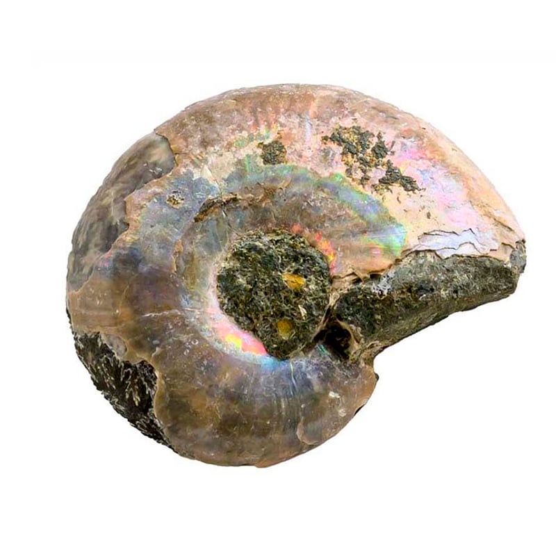 学研の科学 恐竜化石発掘キット: 世界とつながるほんもの体験キット