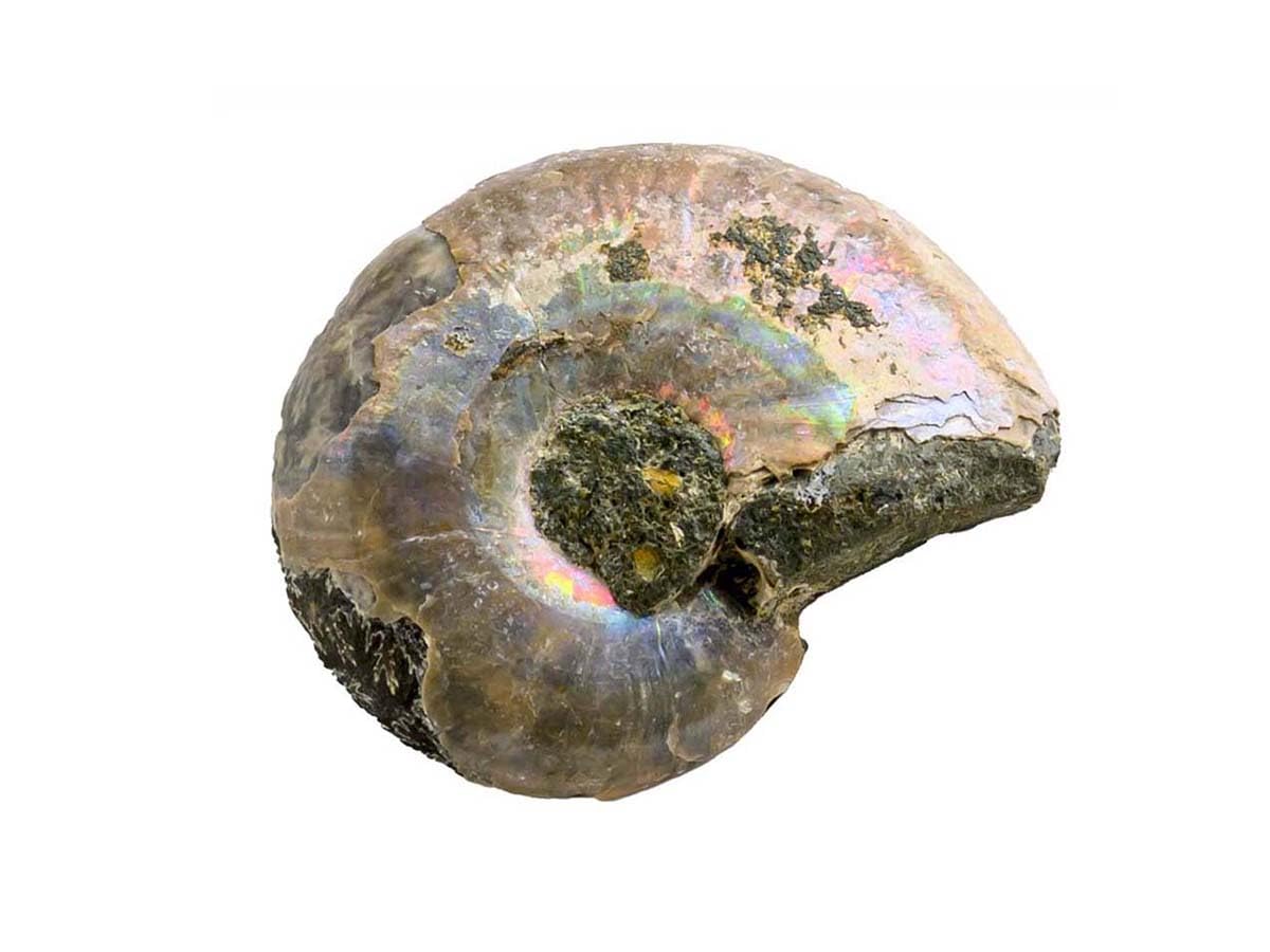 学研の科学 恐竜化石発掘キット: 世界とつながるほんもの体験キット