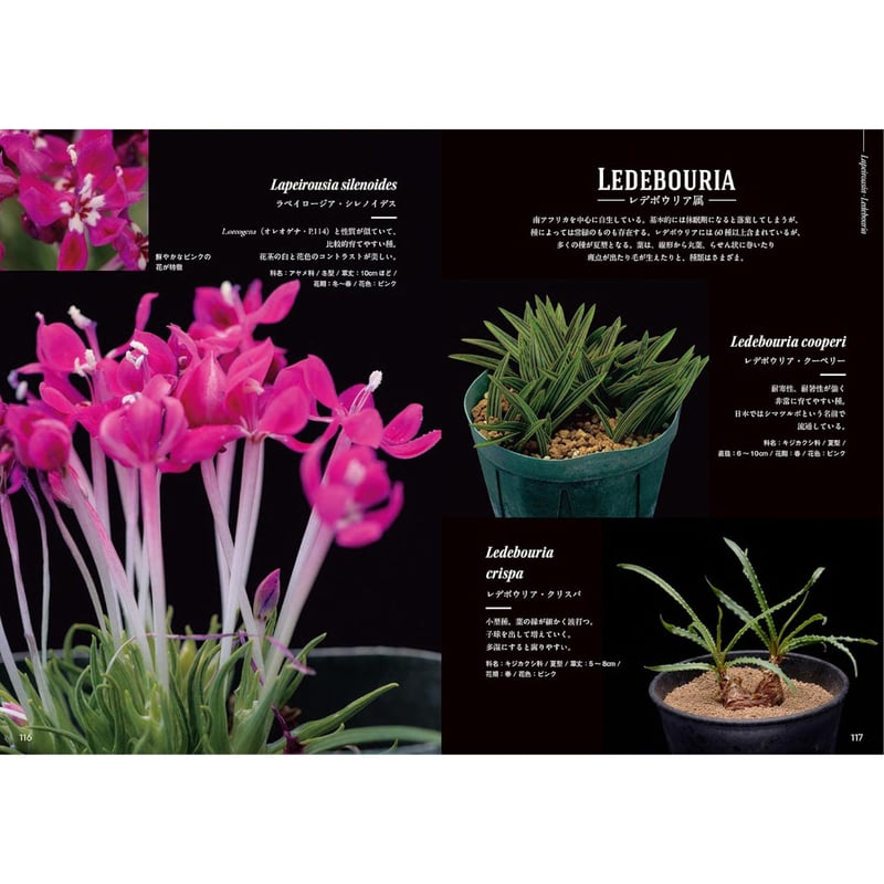 ケープバルブ図鑑 南アフリカ原産の球根植物 厳選230個体以上を