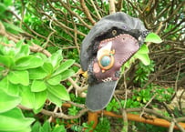 native totem cap