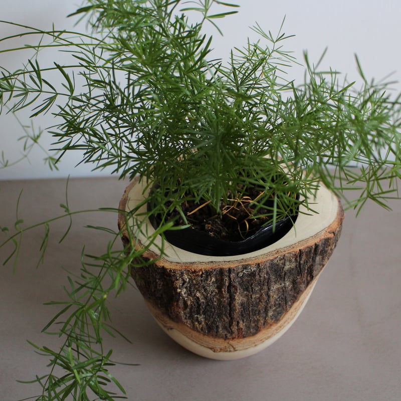 lefz-Tr-006B マンゴーウッドのウッドポット（小） | Leaf Village