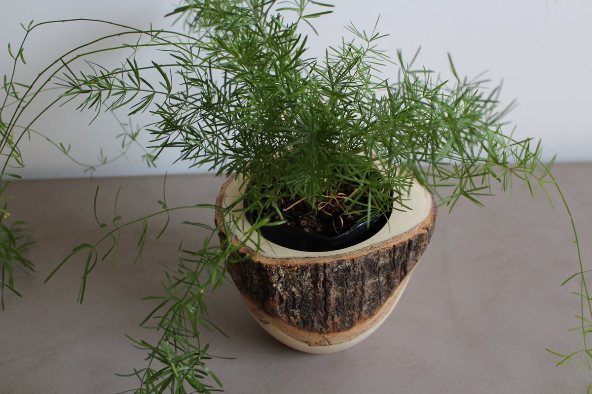 マンゴーウッド　リーフアート lefz-Tr-006B マンゴーウッドのウッドポット（小） | Leaf Village