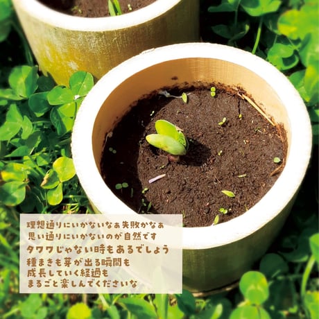 【EARTHおじさんとたねまき】在来種大豆の種10〜15粒（5g）と冊子