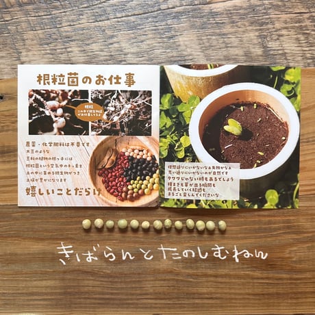 【EARTHおじさんとたねまき】在来種大豆の種10〜15粒（5g）と冊子